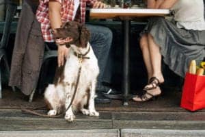A dog sitting outdoors at a restaurant.
