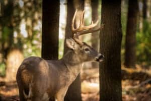 Deer in the woods near a secluded cabin in Gatlinburg TN