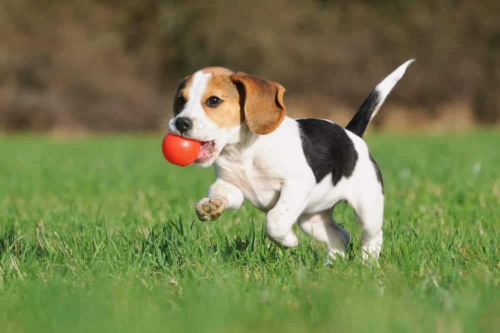 beagle puppy catching a ball