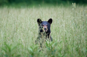 black bear in the great smoky mountains